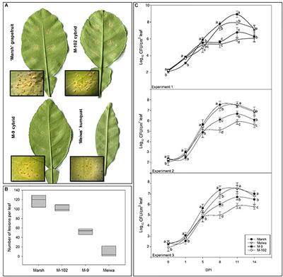 Novel Plastid-Nuclear Genome Combinations Enhance Resistance to Citrus Canker in Cybrid Grapefruit